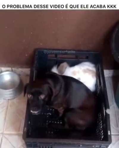 Cachorro ta carburado