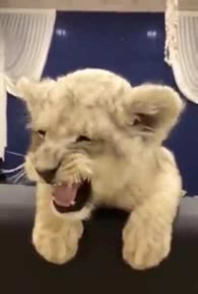 So adorable so fearsome...