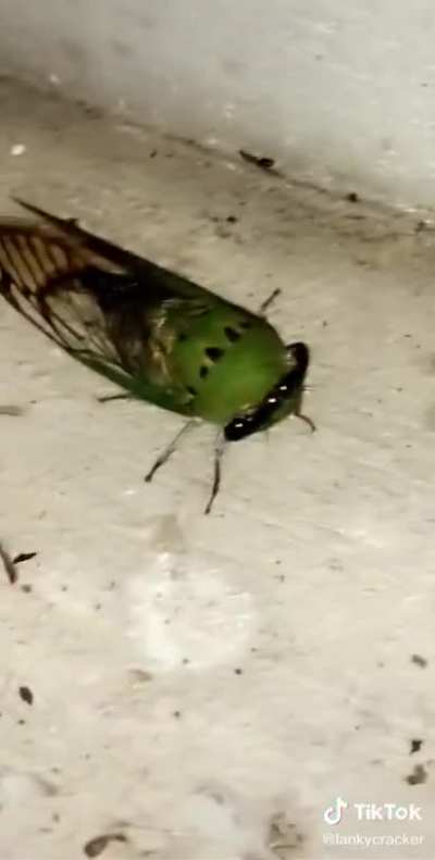 Bug go *zoom*