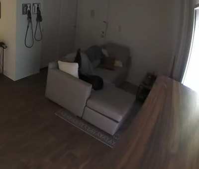 Dog scream