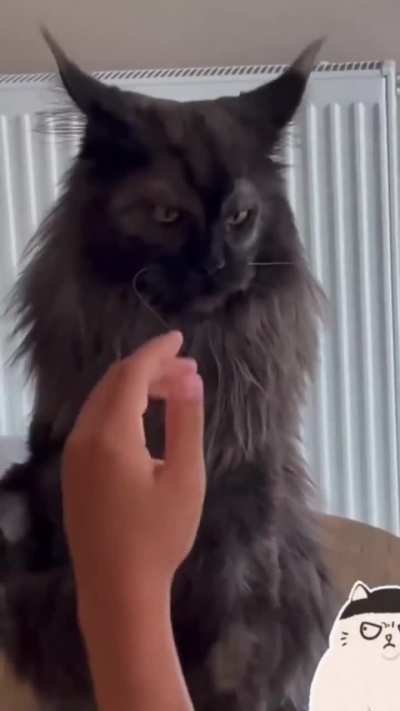 Ron Pearlman's Cat