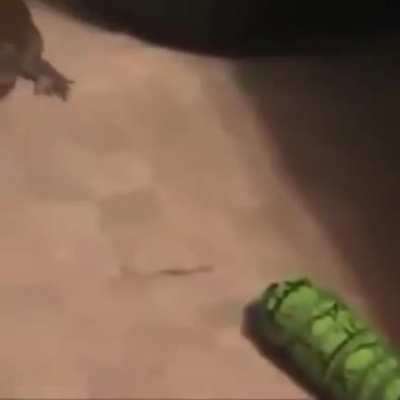Poor frog