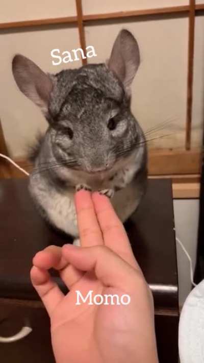 No one: Sana &amp;amp; Momo doing some nonsense in the background