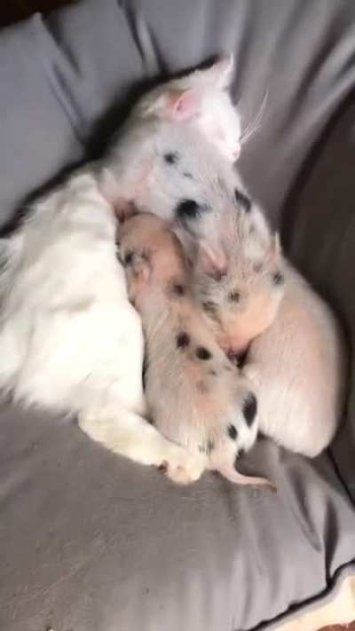 Three piglets on a cat pillow