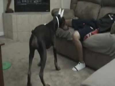 WCGW Doberman playing with a laser