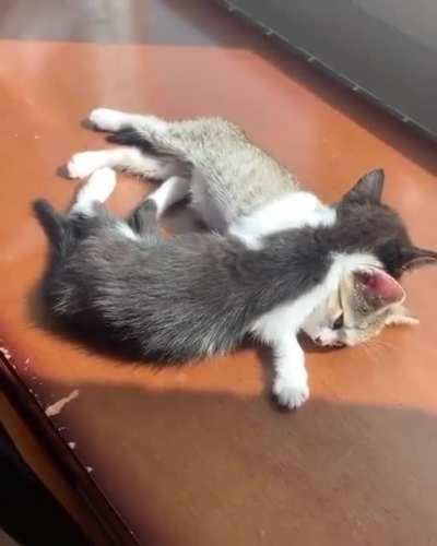UwU moment