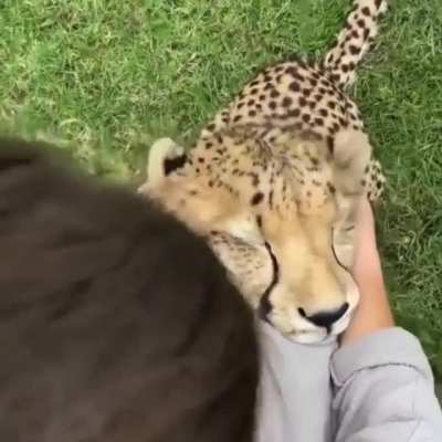 Happy cheetah enjoying ear rubs
