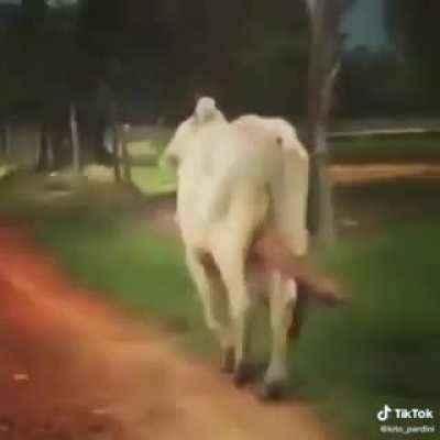 Los panas en verano