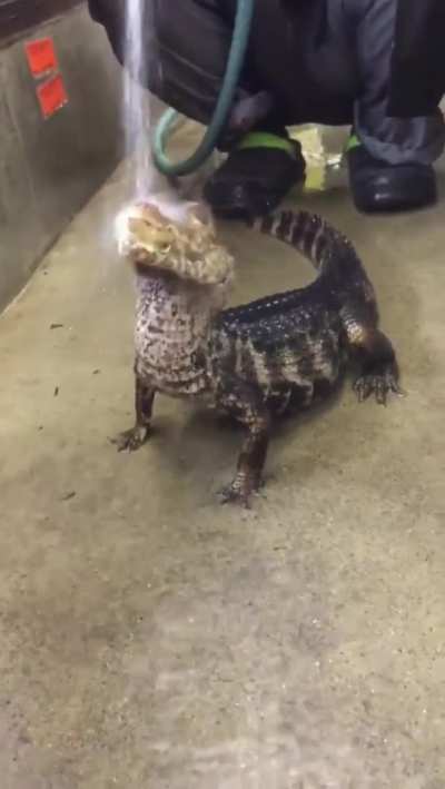 look like happy boy