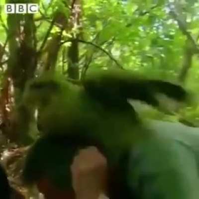 Oh, marvellous! Being shagged by a rare parrot.