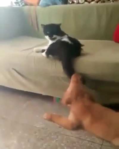 Tom&rsquo;s tail