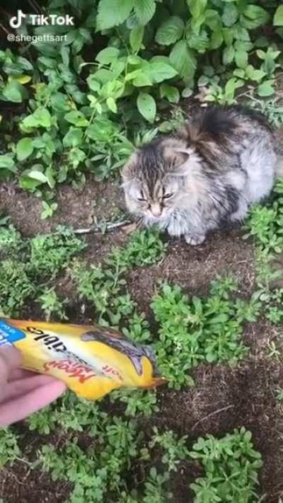 Meow mix