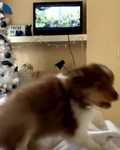 Everybody gangster til there&rsquo;s a bear on tv