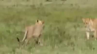 An absolutely furious mongoose