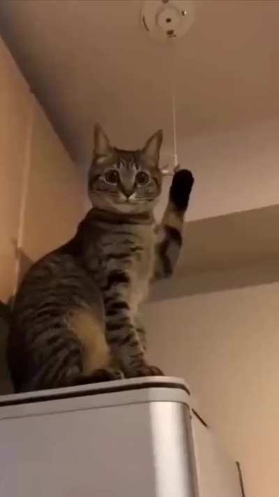 We all have that kind of cat 