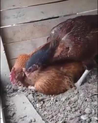 Sit on the egg dummy (Cross post from r/CrazyFuckingVideos)