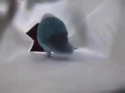 pajarito