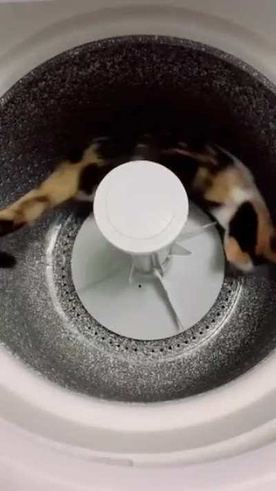 Cat is broken seems to have forgotten how to cat