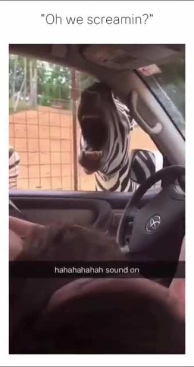 This beauty also belongs here 😅