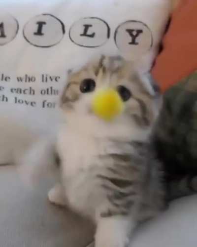 Cuteness Overloaded