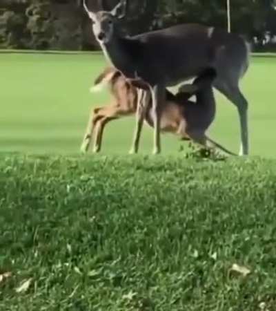 Sometimes you get a little distracted while chipping &mdash;- NSFW