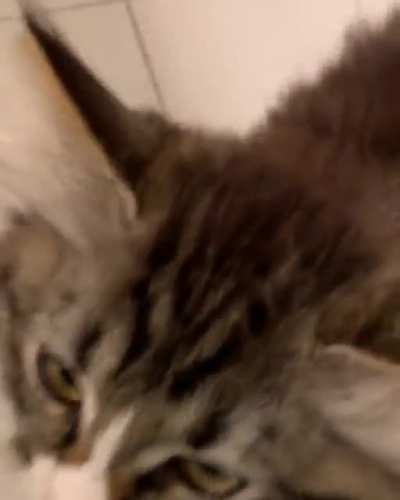 My Siberian kitten has a lot to say!