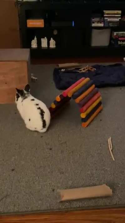 My bun that never zooms has finally zoomed and I caught it on video 🥰