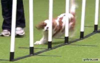 Zoom zoom zoom&hellip; bonk!!