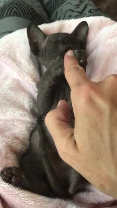 Meet Black Knight my Sphynx kitten. He&rsquo;s amazing.
