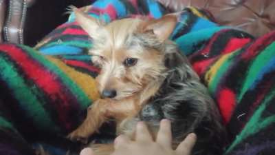 my dog Ripley being grumpy for sneezing while she was sleeping, the belly rub did not help