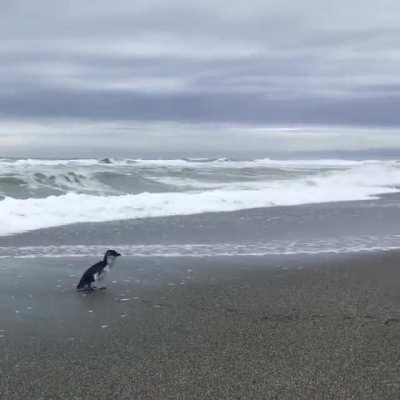 Penguin turns around one last time, &ldquo;Thanks for the good care!, Bye (waddle..waddle&hellip;)