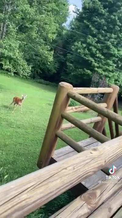 Absolute dumbass can&rsquo;t tell species apart