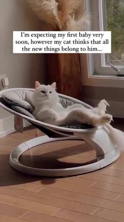 Cat like a Sir 😁