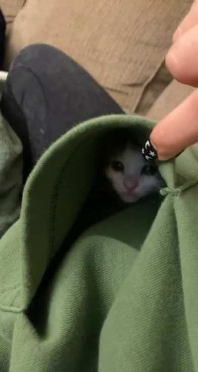 Peek a boo