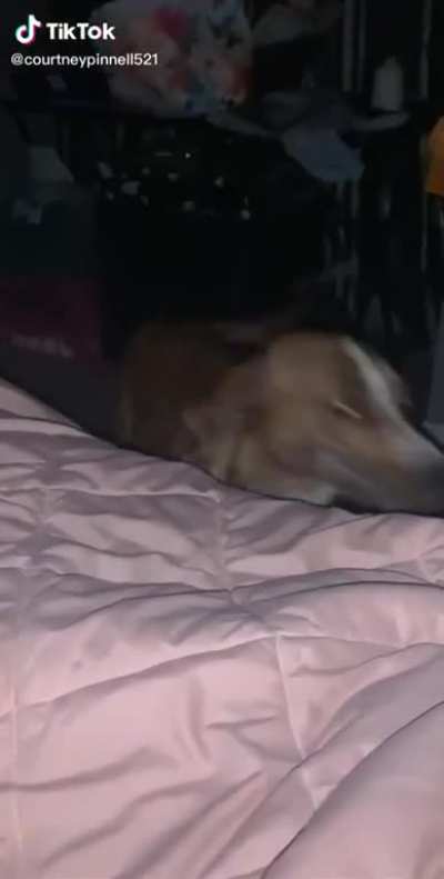 Teleporting dog