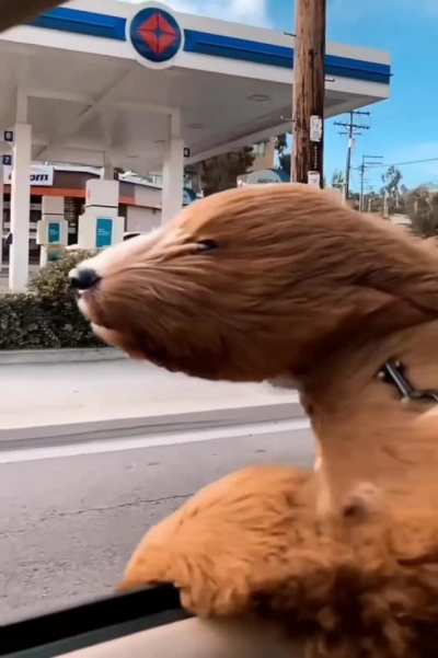 It&rsquo;s the simple things that make Chewbacca happy...