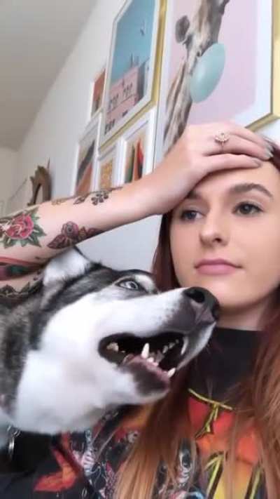 This is what happens when you say a big no to husky. So don't do it