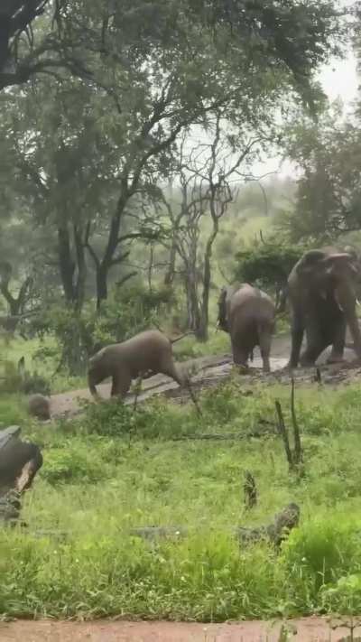🔥 Slip 'n slide fun for these elephants after the rains