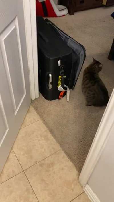 The cat is a jerk.