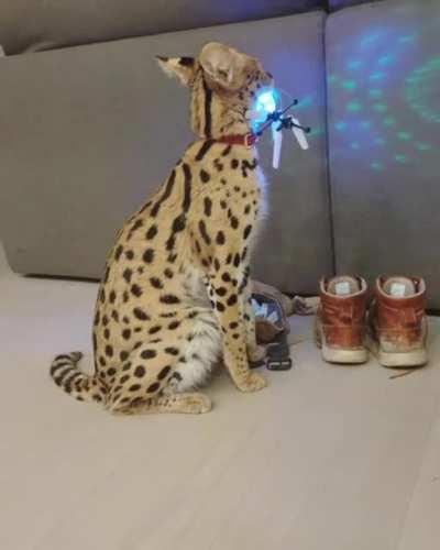 Discosogga