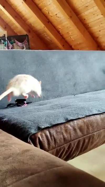 jump jump jump