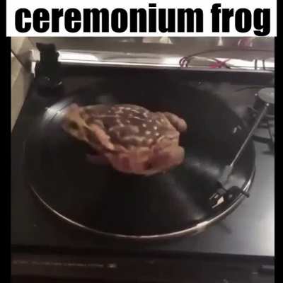 ceremonium frog