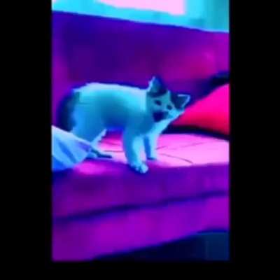 Gato guau👍🏽