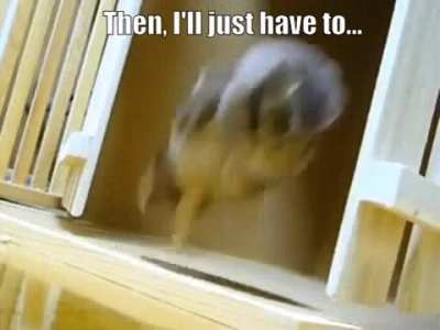 POUNCE EM AGAIN!!!