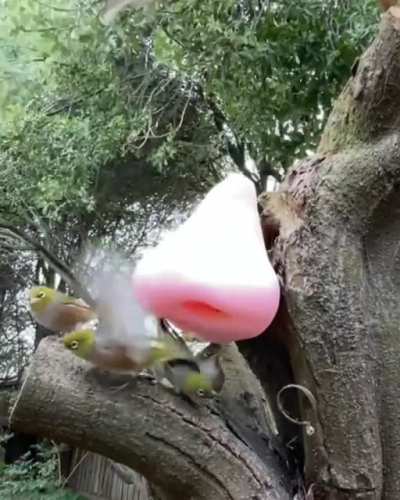 I thought you guys mike like this. I have made the funniest bird feeder ever 🤣
