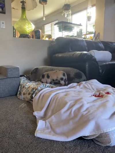 Presenting the 6:45am Mortimer tantrum 🐷🤦🏻&zwj;♀️