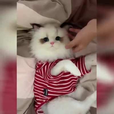 A fake cat