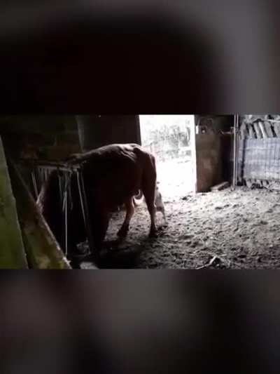 Doggo is served justice after trying to bully the cow.