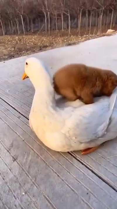 Cuddle buddies