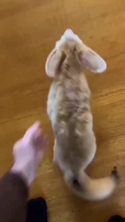 Yay play time foxxo